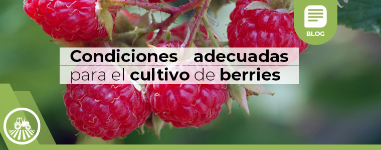 Condiciones adecuadas para el cultivo de berries