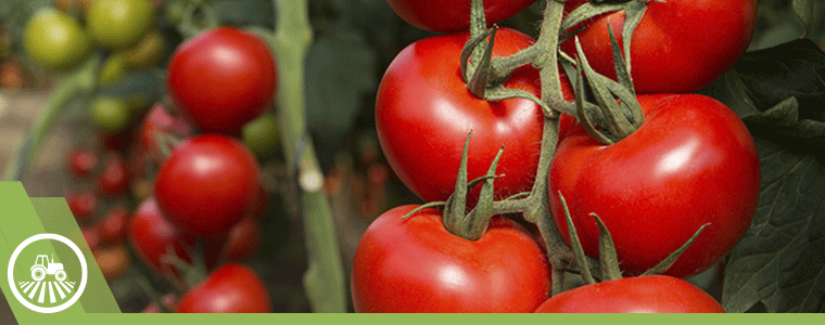 cultivando produccion de tomate