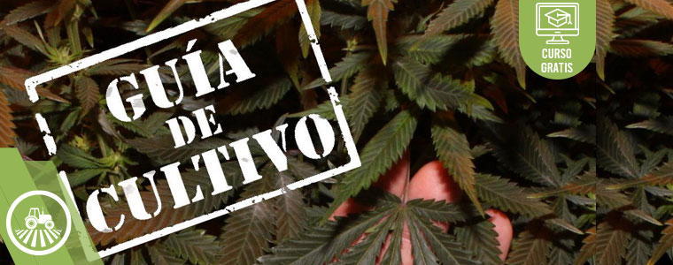 Aspectos Indispensables del Cultivo de Cannabis
