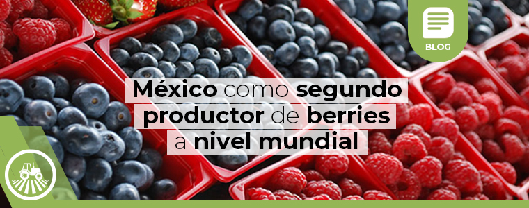 mexico como segundo productor de berries a nivel mundial